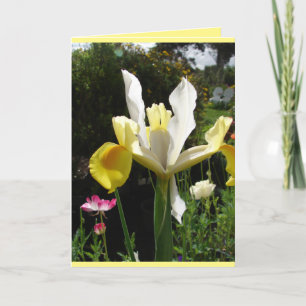 Landhausgarten Gelbe Schwertlilie Iris Blumenkarte Karte