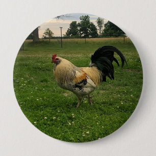 Landhuhn auf dem Bauernhof Foto Button