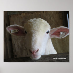 Landkreis Fair Sheep Poster