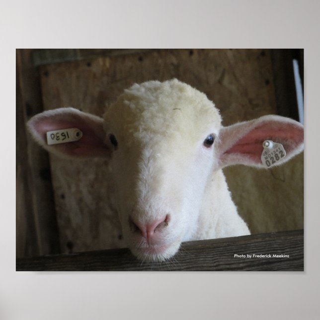 Landkreis Fair Sheep Poster (Vorne)