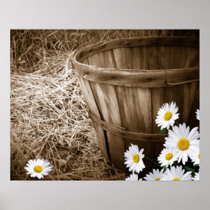 Ländliche Gänseblümchen Poster