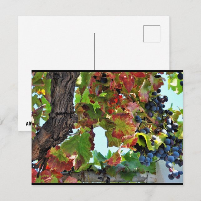 Ländliche rote Weinrebe Postkarte (Vorne/Hinten)