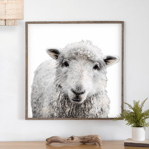 Ländliche Schaf Minimalistischer moderner Landhaus Poster