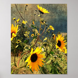 Ländliche Sonnenblumen gegen stürmischen Himmel Fo Poster