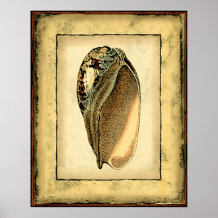 Ländliche Vintage-Meeresschnecke Poster