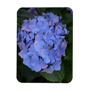 Ländliche Violette Hydrangea macrophylla  Magnet