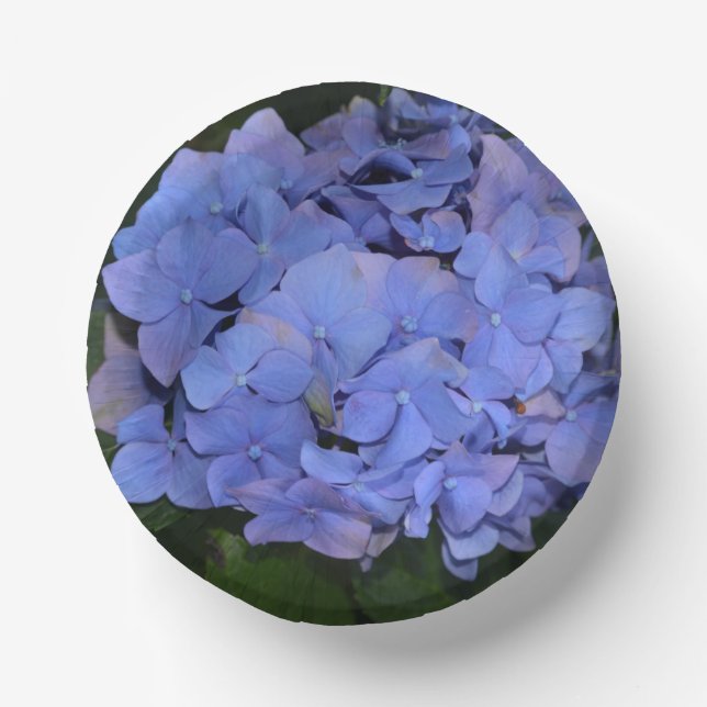 Ländliche Violette Hydrangea macrophylla  Pappteller (Vorderseite)