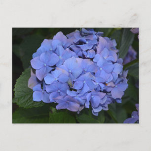 Ländliche Violette Hydrangea macrophylla Postkarte