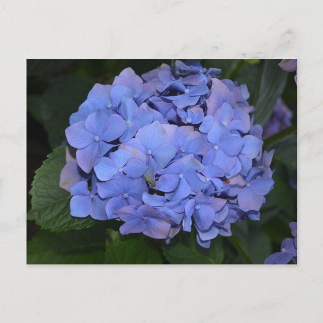 Ländliche Violette Hydrangea macrophylla  Postkarte (Vorderseite)