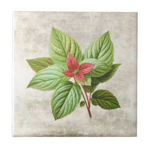 Ländlicher Shabby Chic Grüner Landhausstil Keramik Fliese
