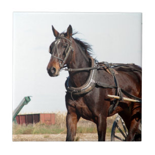 Ländliches Pferd und Buggy Fliese