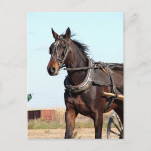 Ländliches Pferd und Buggy Postkarte
