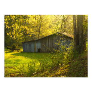 Ländliches Tennessee Frühlingsmorgenlicht Fotodruck
