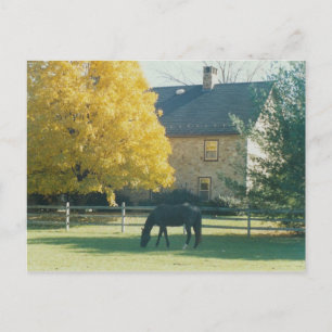 Landpferd - Postkarte
