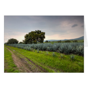 Landschaft der blauen Agave