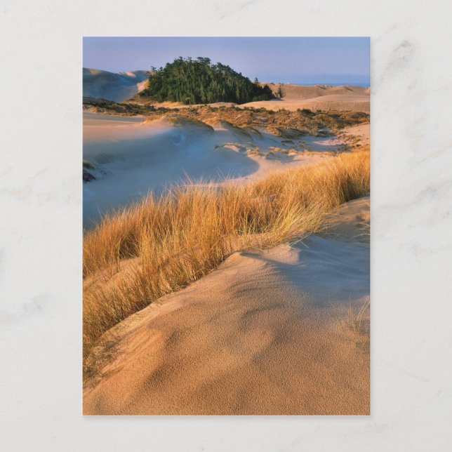 Landschaft der Dünen von Oregon Postkarte (Vorderseite)