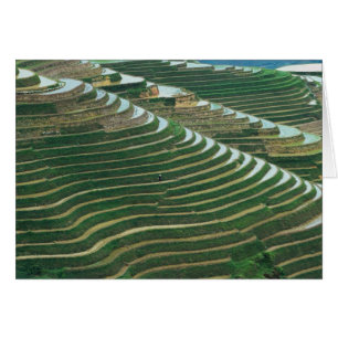 Landschaft der Reisterrassen im Berg, 3