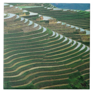 Landschaft der Reisterrassen im Berg, 3 Fliese