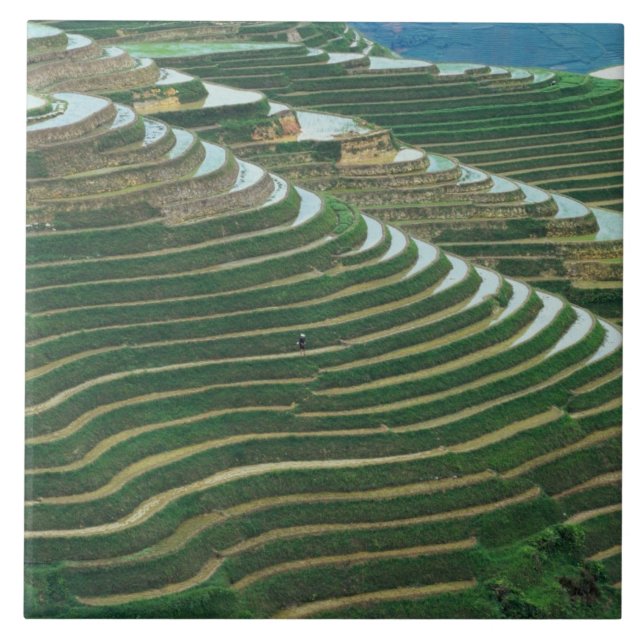 Landschaft der Reisterrassen im Berg, 3 Fliese (Vorderseite)