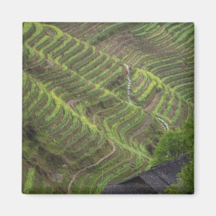 Landschaft der Reisterrassen im Gebirge, Magnet