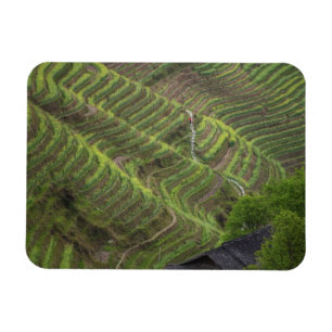 Landschaft der Reisterrassen in den Bergen, Magnet