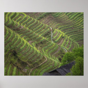 Landschaft der Reisterrassen in den Bergen, Poster