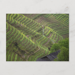 Landschaft der Reisterrassen in den Bergen, Postkarte