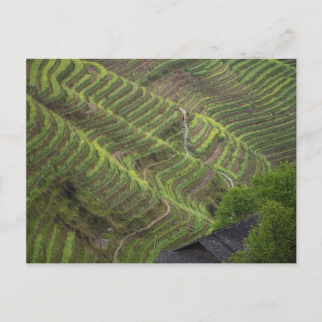 Landschaft der Reiterrassen im Berg, Postkarte (Vorderseite)