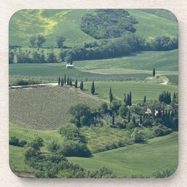 Landschaft in der Nähe von Montepulciano, Val d'Or Untersetzer (Vorderseite)