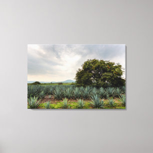 Landschaft mit blauer Agave Leinwanddruck