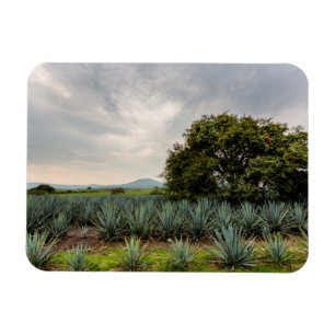Landschaft mit blauer Agave Magnet