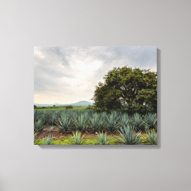 Landschaft mit Blue Agave Leinwanddruck (Vorderseite)
