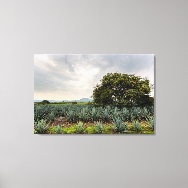 Landschaft mit Blue Agave Leinwanddruck (Vorderseite)