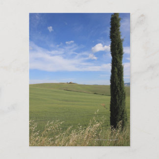 Landschaft mit Cypress Postkarte
