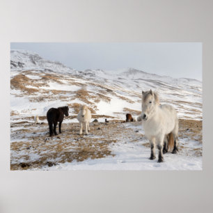 Landschaft mit isländischen Pferden Poster