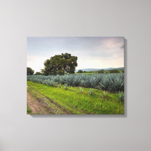 Landschaft von Blue Agave Leinwanddruck (Vorderseite)