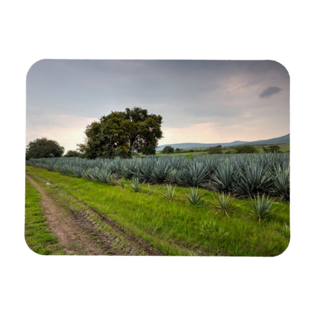 Landschaft von Blue Agave Magnet (Horizontal)