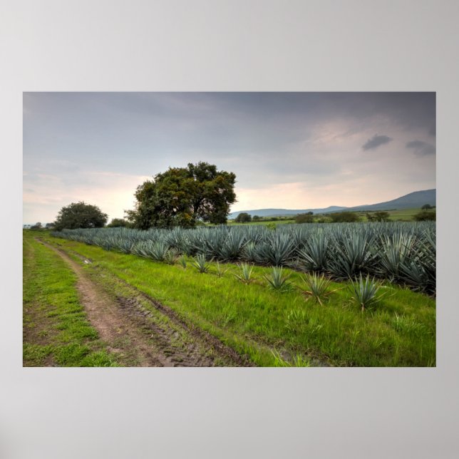 Landschaft von Blue Agave Poster (Vorne)