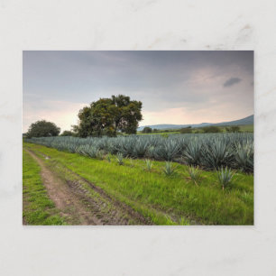 Landschaft von Blue Agave Postkarte