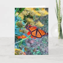 Landschaftliche Blüte und Schmetterling