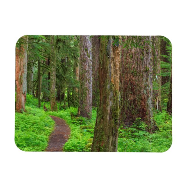 Landschaftliche des alten Waldes Magnet (Horizontal)