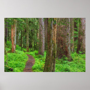 Landschaftliche des alten Waldes Poster