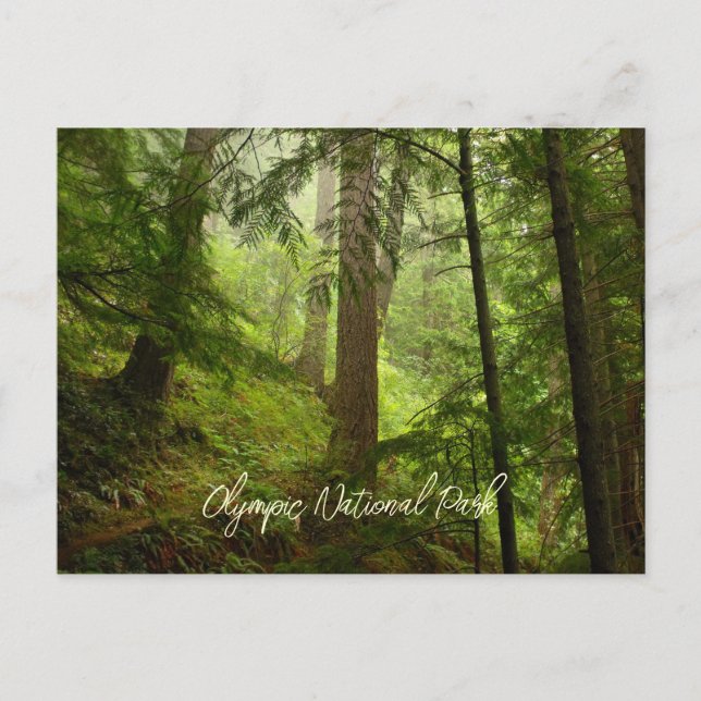 Landschaftlicher olympischer Nationalpark Rainfore Postkarte (Vorderseite)