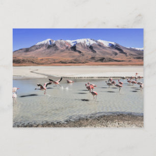 Landschaftsbild Bolivien mit Flamingos Postkarte
