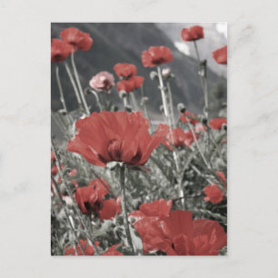 Landschaftslandschaft Roter Mohn Blume Postkarte