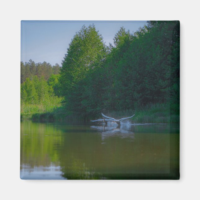 Landschaftslandschaft Schwäne fliegen Magnet (Vorne)