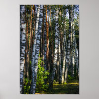 Landschaftslandschaft Wald Birkenbäume