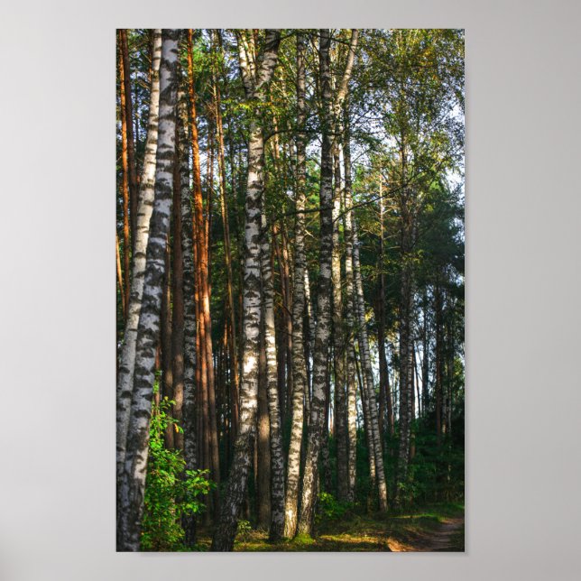 Landschaftslandschaft Wald Birkenbäume Poster (Vorne)
