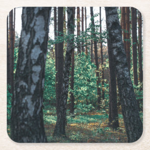 Landschaftslandschaft Wald Birkenbäume Rechteckiger Pappuntersetzer