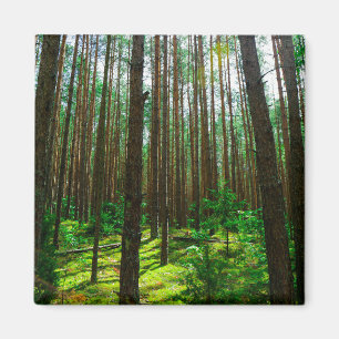 Landschaftslandschaft Wald Weißrussland Magnet